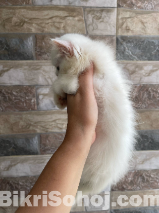 Pure persian Cat
